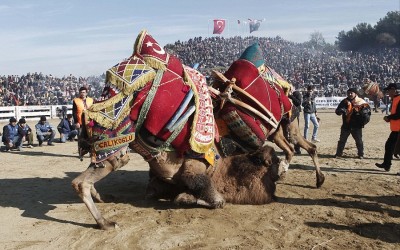 Selcuk Camel Wrestling