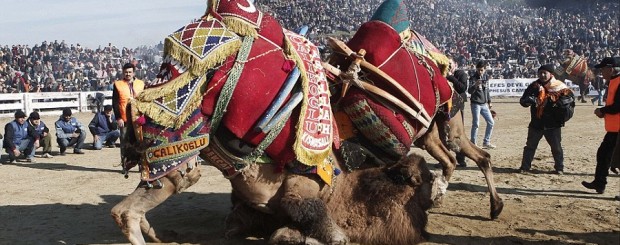 Selcuk Camel Wrestling